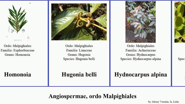 Angiospermae, ordo Malpighiales euphorbia passiflora var cap alpina canadensis belli angiosperms смотреть онлайн