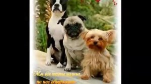 Барбарики - дружба