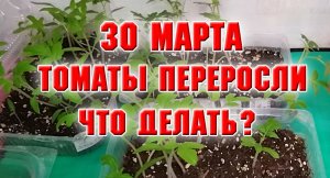 30 марта. Караул, томаты переросли! Что делать