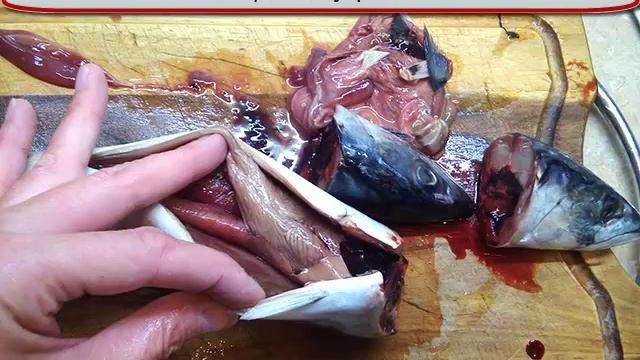 Как засолить скумбрию в домашних условиях