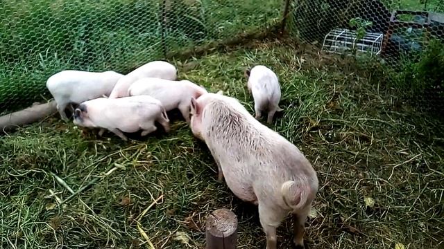 Как определить, что свинья беременна