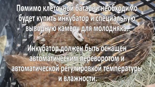 Разведение перепелов. Бизнес-план