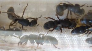 Мои муравьи-пожарные Pachycondyla rufipes