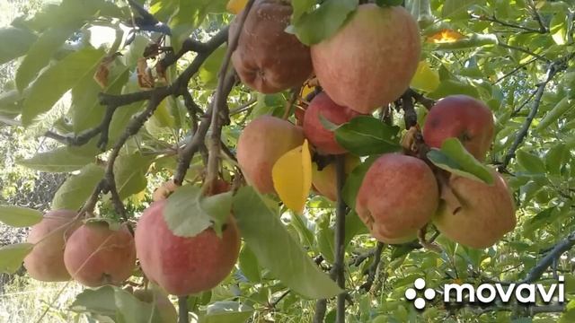 Природа Кыргызстана ,Озеро Иссык-куль 2020,Пляж, Горы Киргизии,Боомское ущелье.