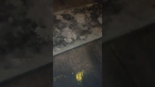 Фаркоп на Хаски смотреть онлайн