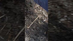 Ель колючая Изели Фастигиата переезжает на постоянное место)