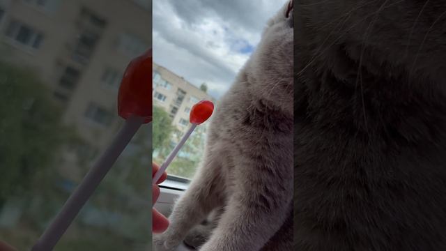 Британская кошка ест сладкую конфету😊 #britishcat #cats #британскаякошка #кот #котики #коты #кошка