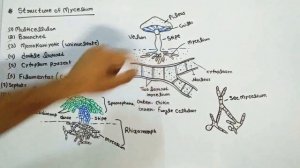 Life cycle of Agaricus