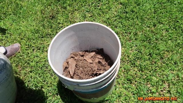 Dieffenbachia amoena// Reproducción de esquejes en agua. ? смотреть онлайн