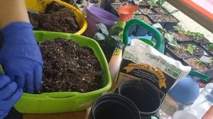 Пересадка подросших черенков крупнолистной гортензии зимой.