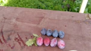 Исправляю свою ошибку - шикарная сливка Любимица Султана!