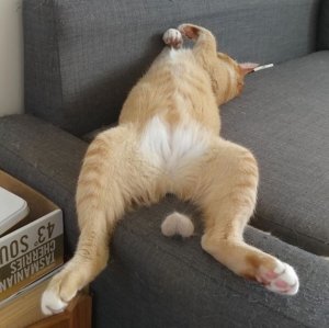 Смешные видео про животных ???