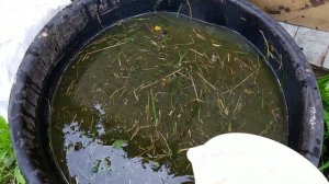 БЕСПЛАТНОЕ УДОБРЕНИЕ от которого все ростет как на дрожжах