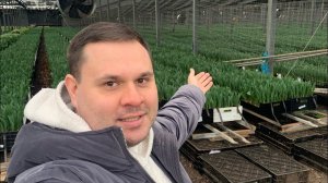 Свежие тюльпаны оптом к 8 марта. Тюльпаны Юга России Выгонка тюльпанов