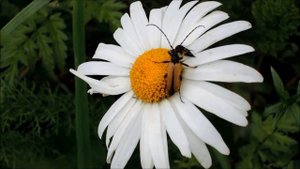Жуки на ромашке (bugs on a camomile)