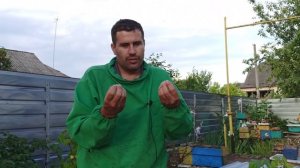 Как не допустить выход второго роя пчел из улья на пасеке. Что делать с семьей о