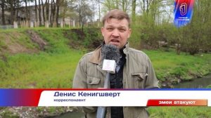 В Калининградской области активизировались змеи. Как себя вести при встрече с рептилией.