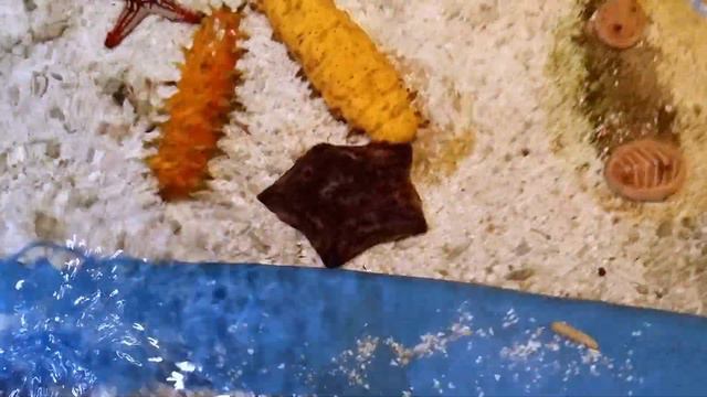 Dubai Aquarium & Underwater Zoo | Dubai Mall смотреть онлайн