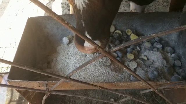 РАЦИОН КОРМЛЕНИЯ ГОДОВАЛОГО БЫКА, ДЛЯ БЫСТРОГО РОСТА.