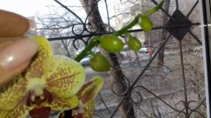 68.  Завоз орхидей в Ленте, покупки.  Прошу совета.