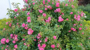Unser Garten - Rosenstrauch 'Heidetraum' (Mitte Juni)