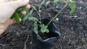 Вместо РОЗЫ растёт Шиповник Как ОТЛИЧИТЬ и что делать | Розы в саду