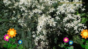 Клематис прямостоячий. Краткий обзор, описание характеристик, где купить clematis stans