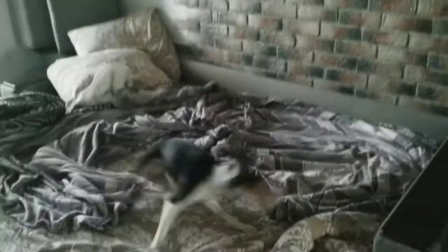 Басенджи бесится