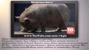 ЖИВОТНЫЕ СПАСАЮТ ЛЮДЕЙ