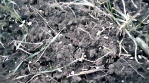 Весенняя подкормка озимой пшеницы (сульфат аммония & селитра) John Deere 24(м)