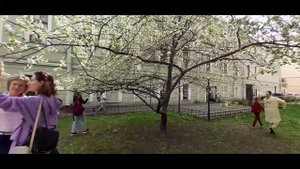 Как цветёт Сакура в Санкт-Петербурге. Сад Дружбы. Интересная Россия