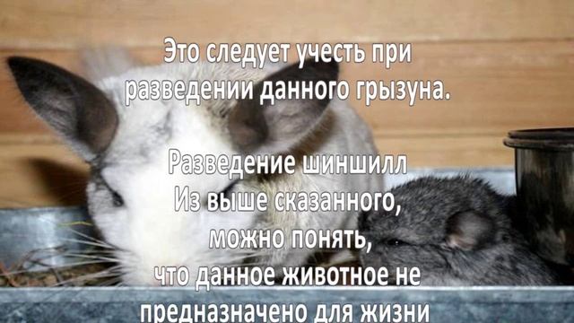 Разведение шиншилл. Бизнес идеи
