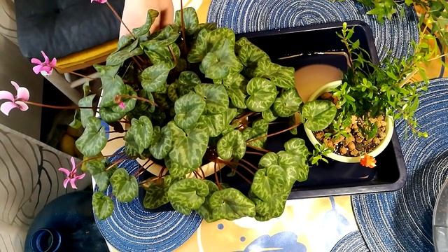 Способ 3. Как оставить цветы на время отъезда. Замачивание смотреть онлайн