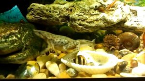 Карликовые лягушки. Продолжение