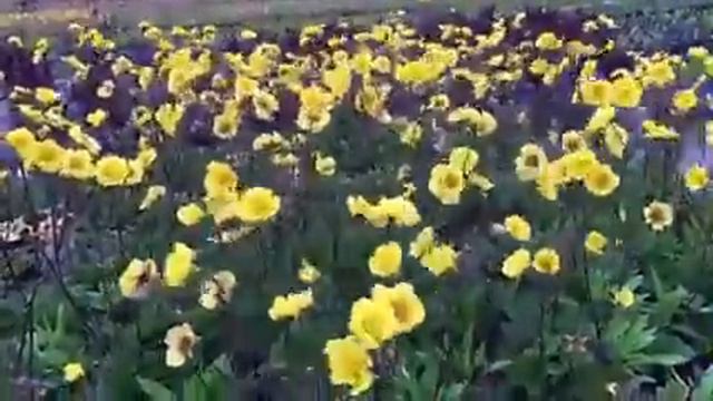 Geum x Top Shelf Margarita PPAF смотреть онлайн