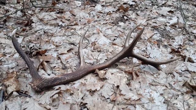 в поиске рогов. смотреть онлайн