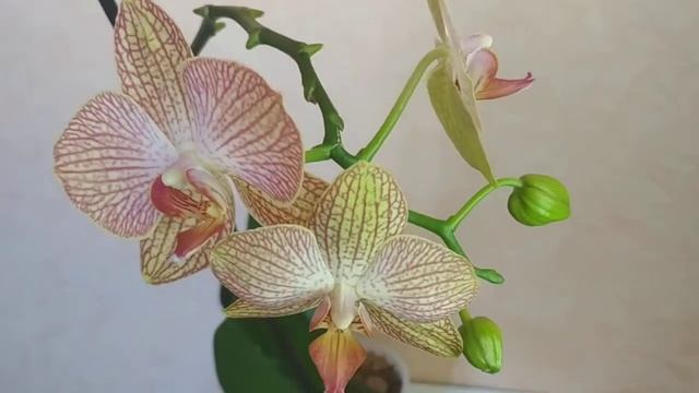 Орхидея Ravello "Равелло" смотреть онлайн