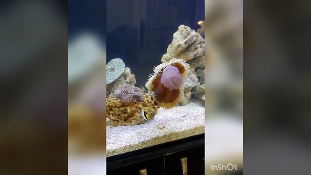 Рыбы-клоуны в актинии / Clownfish With Anemone