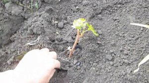 Как посадить виноград весной Кишмиш Венус ( Венера ) посадка саженцев черенков винограда