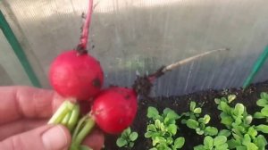 Как Получить Высокий Урожай Редиса и Иметь на Столе Свежие Корнеплоды с Мая по Январь