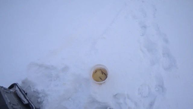 Сказочная рыбалка в карьерах. Лёд хороший, погода не очень. Ставим жерлицы на щуку. смотреть онлайн