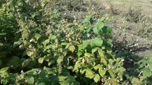 Сорт малины Полана