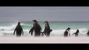 Фолклендские острова - крупнейшая колония где королевские пингвины из рода императорских в Америке