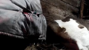 #Отёл коровы.# Корова телится. Рождение телёнка.