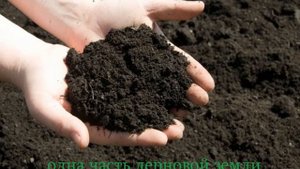 почва для фикуса