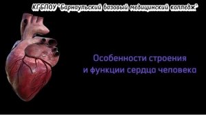 КГБПОУ "Барнаульский базовый медицинский колледж"
Особенности строения и функции сердца человека
