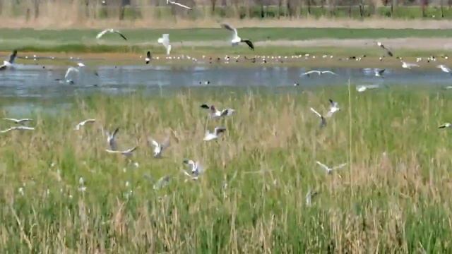 Black-headed Gull | Озерная чайка | Larus ridibundus смотреть онлайн
