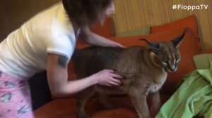 A Day in the Life of Big Floppa : Caracal