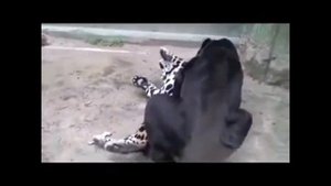 Big Cats Mating Lion Tiger Jaguar LOVE