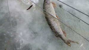 Хапуги. Адреналин зашкаливает.